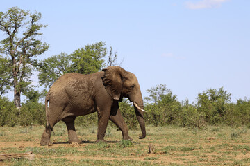 Fototapeta premium Afrikanischer Elefant / African elephant / Loxodonta africana