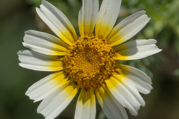 Obraz premium A close-up of a white and yellow daisy with small ants crawling on its vibrant center. The delicate petals contrast with the detailed texture of the flower’s core.