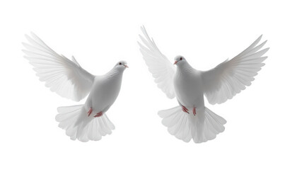 A white pigeon is flying © jianhua