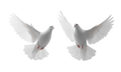 A white pigeon is flying