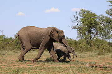 Afrikanischer Elefant / African elephant / Loxodonta africana