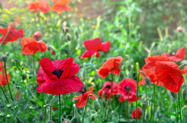 Fototapeta premium Flowers red poppies on green meadow in sunlight in summer
