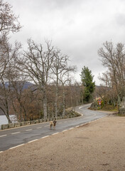 Carretera  serpenteante y árboles de rivera al borde del Lago de Sanabria, en invierno