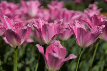 Delicate Pink Fringed Tulips Close-up with Garden Depth Effect