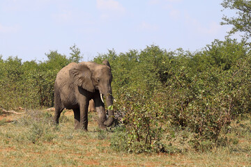 Fototapeta premium Afrikanischer Elefant / African elephant / Loxodonta africana