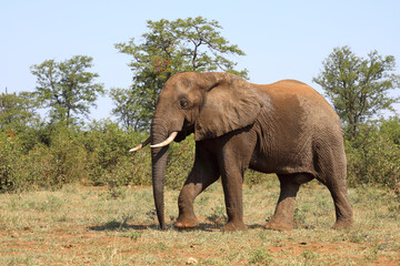 Afrikanischer Elefant / African elephant / Loxodonta africana