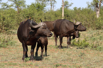 Kaffernbüffel und Gelbschnabel-Madenhacker / African buffalo and Yellow-billed oxpecker / Syncerus caffer et Buphagus africanus.