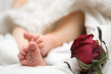 Peaceful Newborn Baby Feet with Delicate Red Rose on White Blanket