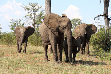 Fototapeta premium Afrikanischer Elefant / African elephant / Loxodonta africana