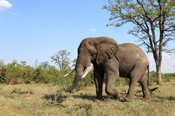 Fototapeta premium Afrikanischer Elefant / African elephant / Loxodonta africana