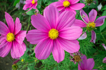 Obraz premium Vibrant pink flowers in natural setting