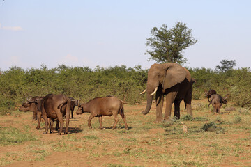 Afrikanischer Elefant und Kaffernbüffel / African elephant and African buffalo / Loxodonta...
