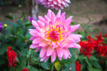 Beautiful pink flower in a vibrant garden setting