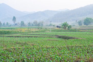 Lush green fields with distant mountains in fog.