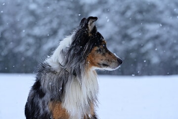 Sch&ouml;ner langhaariger Hund sitzt bei Schneefall auf einer Wiese am Waldrand