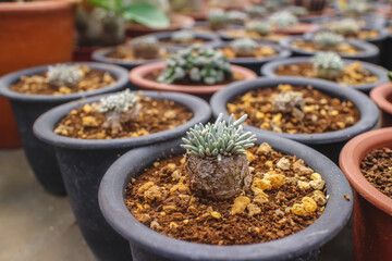 Potted cactus plants in a garden setting