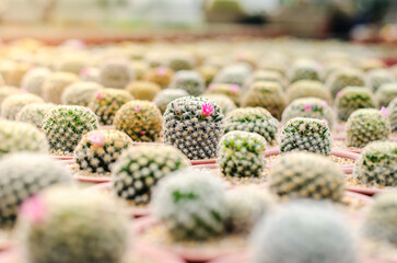 Mammillaria Rows of small potted cacti in a greenhouse.