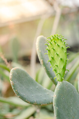 Cactus with vibrant green pads in sunlight