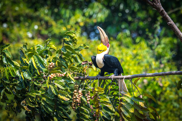 The golden hornbill is 75-100 cm long, the male weighs 1.8-3.65 kg, the female weighs 1.36-2.7 kg. Male and female can be observed by the color of the throat. The male's neck is yellow.	