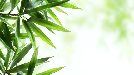 Vibrant Green Bamboo Leaves on Bright Background