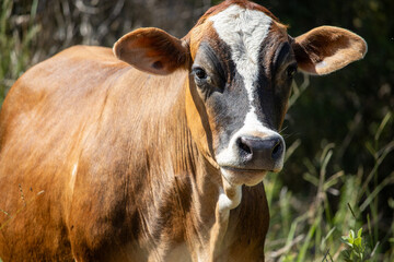 Beautiful and adorable mini jersey cow
