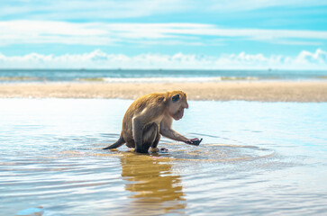 Monkey playing in shallow water at the beach