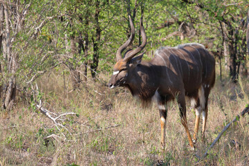 Fototapeta premium Nyala / Nyala / Tragelaphus angasii.