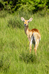 A young female Ugandan kob antelope, kobus kob thomasi, in Queen Elizabeth National Park, Uganda. Female kobs are sociable and live in small herds with other females and their young