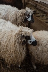 Fototapeta premium a small flock of sheep in a corral