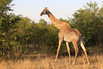 Giraffe / Giraffe / Giraffa camelopardalis