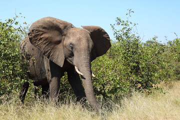 Obraz premium Afrikanischer Elefant / African elephant / Loxodonta africana