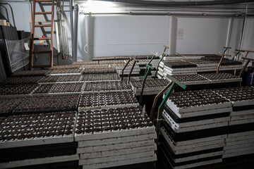 Pallets with soil mixture prepared for transfer to chamber with 100 percent humidity for effective...