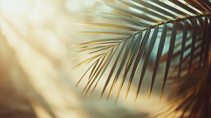Obraz premium Tropical palm leaf branch against golden sunlight background. Natural green palm frond with sun flare. Summer beach vibes. Exotic botanical detail for wellness, spa design with copy space