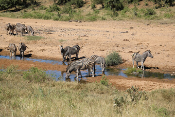 Steppenzebra im Tsendze River/ Burchell's zebra in Tsendze River / Equus quagga burchellii