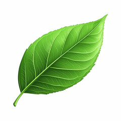 Obraz premium Realistic illustration of a single bright green leaf with a smooth surface and prominent vein patterns, isolated on transparent background.