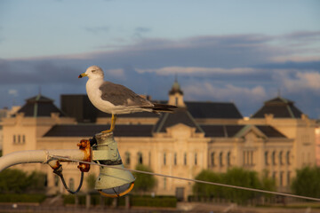 Obraz premium カモメ