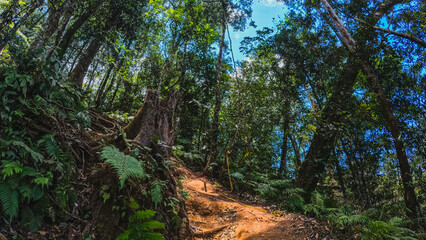Green Forest - Peaceful Nature Views