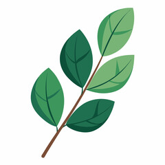 Eucalyptus leaf dried elongated smooth, white background