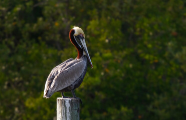 Brown pelican perched on a post in Florida