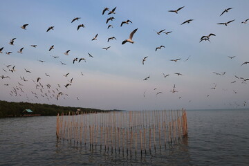 A flock of seagulls flies over the heart-shaped bamboo fence In the evening when the sun sets at Bangpu Recreation Center. Many species of seagulls migrate here. Bamboo poles are planted in sea
