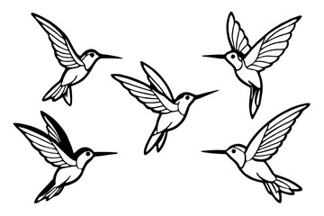Elegant Hummingbird Vector Set