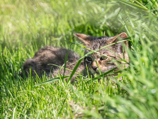 Scottish Wildcat Kitten in Grass