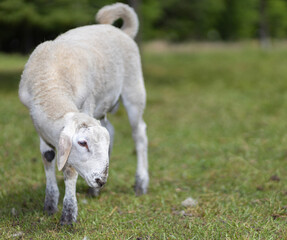 Obraz premium Young white sheep lamb studying something