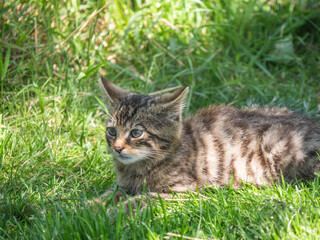 Scottish Wildcat Kitten in Grass
