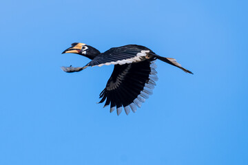 The bill and large hump are yellow. The face is black. The throat is white or yellowish-white. The body is black. The wings are black with a wide yellow stripe running down the middle of the wings.	