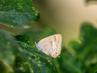 Purple Hairstreak on an Oak Tree