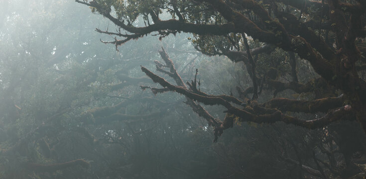 Fanal Forest