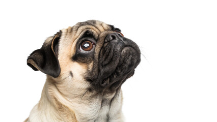 Obraz premium A pug looking up with a curious expression, isolated