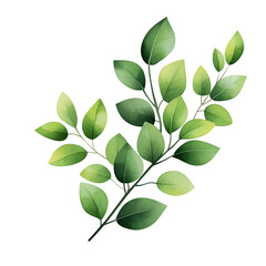 Green leaf branch, white isolate background