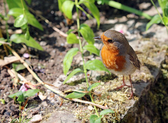 Robin perched in the sun, Devon, England
